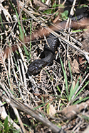 Adder