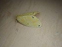 Artaxa guttata