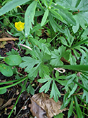 Angular Goldilocks Buttercup