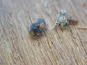Ant Nest Ladybird