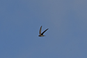 Alpine Swift