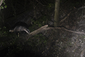 Badger