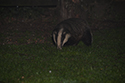 Badger