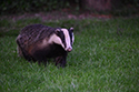 Badger