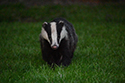 Badger