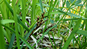 Bird's Foot Sedge