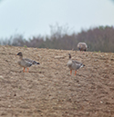Bean geese