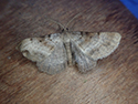 Bordered grey