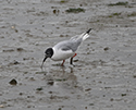 Bonaparte's Gull