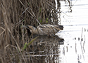 Bittern