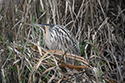 Bittern
