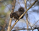 Black Squirrel