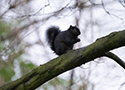 Black Squirrel