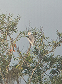 Black winged kite