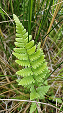 Crested Buckler Fern