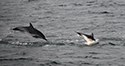 Common Dolphin