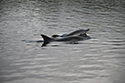 Common Dolphins