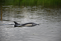 Common Dolphin