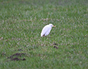 Cattle Egret