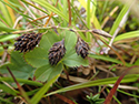 Close Headed Alpine Sedge