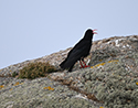 Chough