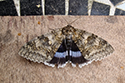 Clifden nonpareil