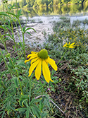 Coneflower