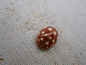 Cream Spotted Ladybird