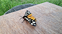 Cream Spot Tiger