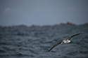 Corys Shearwater