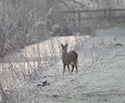 Chinese Water Deer