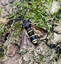 Dusky Clearwing