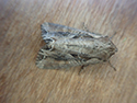 Dog's Tooth