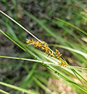 Elongated Sedge