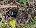 Field Cricket