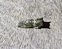 Sand Lizard