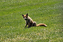 Red Fox