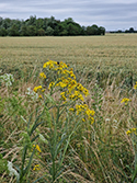 Fen Ragwort