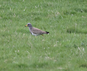 Grey Headed Lapwing