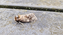 Goat Moth