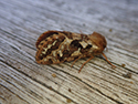 Map Winged Swift