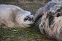 Grey Seal