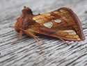 Gold Spot