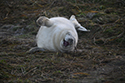 Grey Seal
