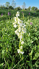 Green Winged Orchid