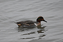 Green Winged Teal