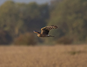 Hen Harrier