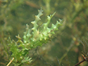 Holly leaved naiad