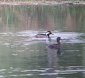 Hooded Merganser