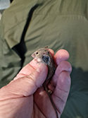 House Mouse